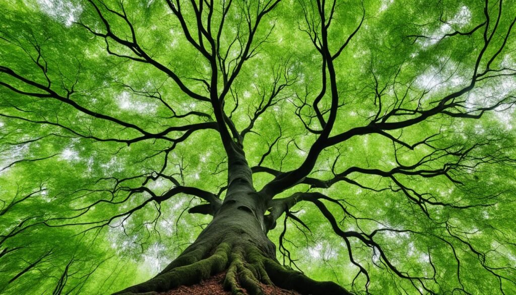 Beech tree symbolism in literature